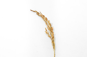 Single brown paddy rice on white background, raw rice from organic agriculture 