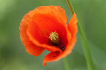 Fototapeta premium Mohnblüte - Papaver in einer Makroaufnahme