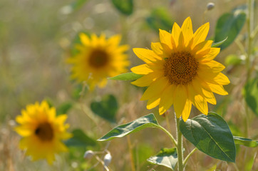 Fototapeta premium Sonnenblumen
