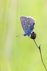 Hauhechel-Bläuling - Polyommatus icarus in der Ruhehaltung - Makroaufnahme