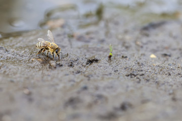 Honigbiene beim Wasser sammeln