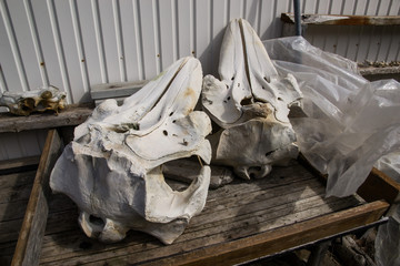 Crani di balena © nikhg