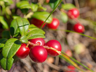 ripe cowberry in the woods