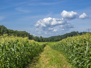 Sweet corn field