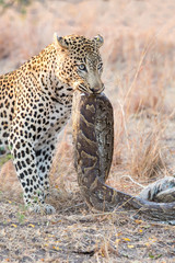 Obraz premium Strong and hungry leopard catch a rock python to eat