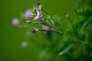 Lila Blume wächst am Rande eines Teiches im Sommer