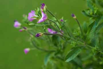 Lila Blume wächst am Rande eines Teiches im Sommer
