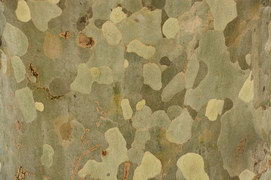 detalle del tronco de un arbol