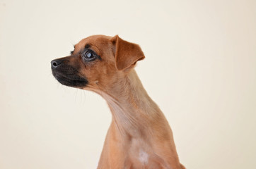 Chihuahua Puppy looking off to the side