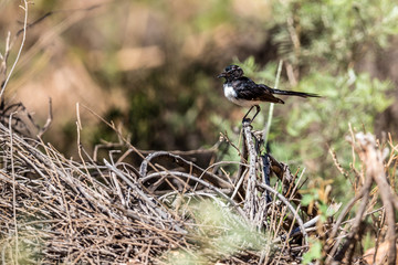 Gartenfächerschwanz