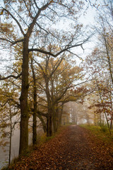 Foggy autumn morning