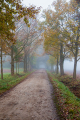 Fototapeta na wymiar Foggy autumn morning