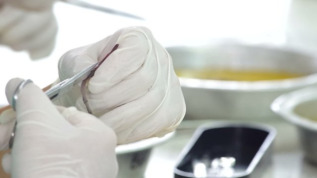 people use the hand with rubber glove using the laboratory scissors to cut the skin of the earthworm