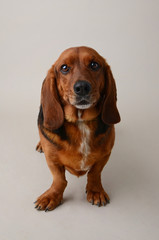 Happy Basset Hound Mixed Breed Dog