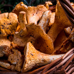 Chanterelle