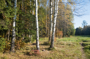 Fototapeta premium Autumn sunny landscape of North-West Russia 