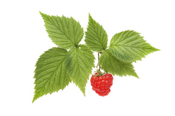 Raspberry