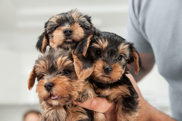 puppies in the pan