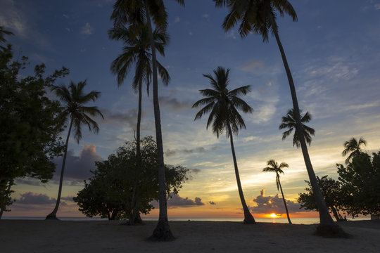 Sunset behind palms