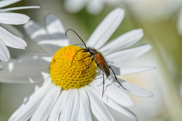 Beetle on the camomile