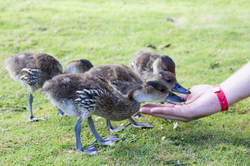 Feeding baby duck