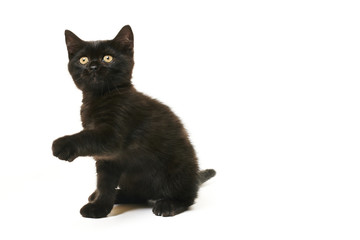 Tabby British Shorthair Kitten on white