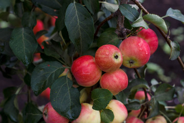 Ripe apples on the tree
