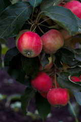 Ripe apples on the tree