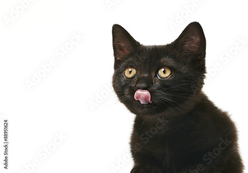 Tabby British Shorthair Kitten On White Stock Photo And Royalty