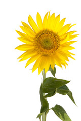 Obraz premium Sunflower isolated on white background