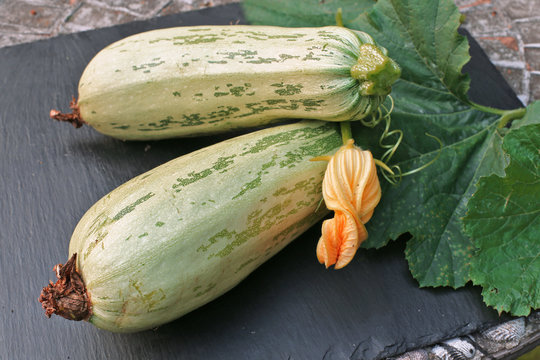 Zucchini with flower and leaves 