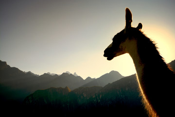 Llama, sunrise, Machu Picchu, Peru - obrazy, fototapety, plakaty