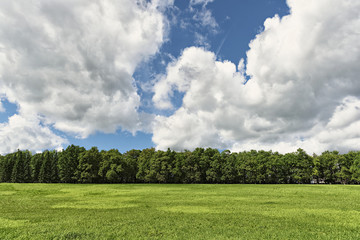 Beautiful sunny summer landscape with grass trees and clouds