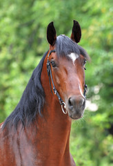 Portrait of bay orlov trotter on the green background