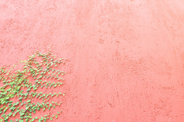 Closeup of pastel pink wall partly covered with green plant with small leaves 