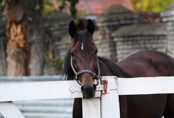 Portrait of an american bay trotter in halter 