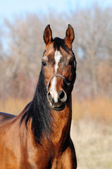 Fototapeta premium Portrait of bay arabian stallion