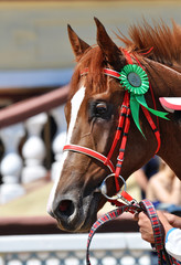 Portrait of red thoroughbred stallion on the racing award in red bridle