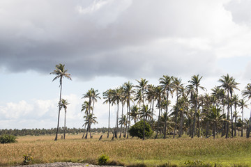 Palm trees in a large large grass land on the dunes in Praia do Tofo, Inhambane, Mozambique

