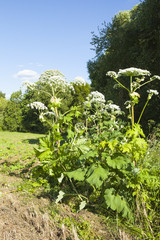 Heracleum sosnowskyi or Sosnowsky's Hogweed,is a flowering plant .All parts of plant contain the...