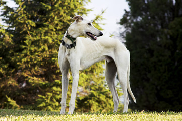 Naklejka na ściany i meble greyhound dog on the green grass in the park
