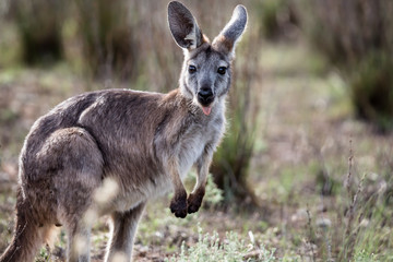 Fototapeta premium Känguruh