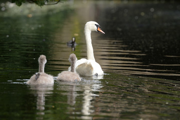 Fototapeta premium Mute Swan with nestlings