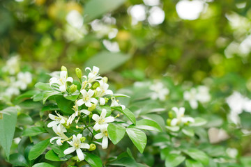 Orange Jessamine, Satin-wood, Cosmetic Bark Tree