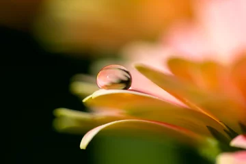 Deurstickers Bloemen Orange flower and droplet