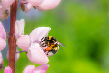 Bumblebee working