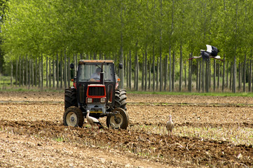 Fototapeta na wymiar tractor working the field with storks