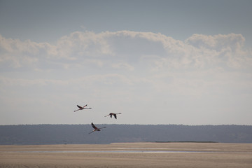 Flamingos at the coast of a small island near Barra and Praia do Tofo in Inhambane, Mozambique
