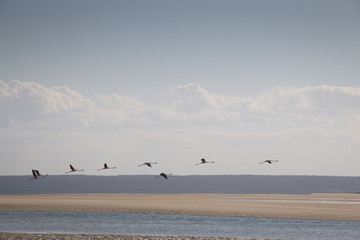 Flamingos at the coast of a small island near Barra and Praia do Tofo in Inhambane, Mozambique
