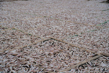 Planty of little anchovy fish drying on open air 